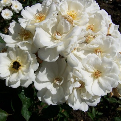 Rosa 'Pax'