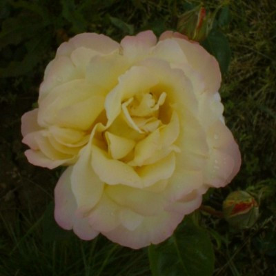 Rosa 'Peace'