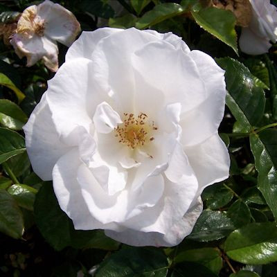Rosa 'Pearl Drift'