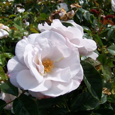 Rosa 'Pearl Drift'