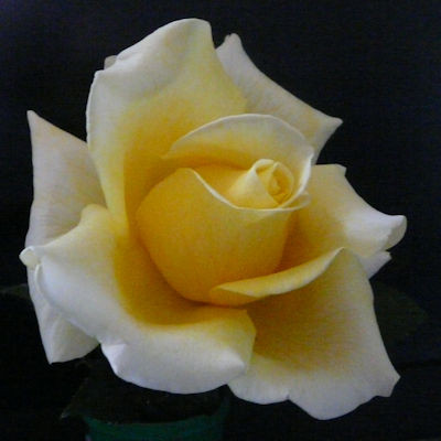 Rosa 'Peel Brow Gold'
