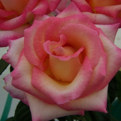 Rosa 'Perception'