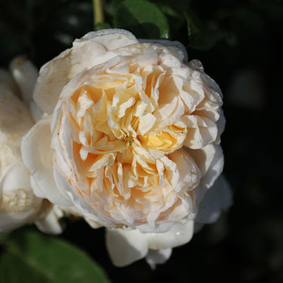 Rosa 'Perpetually Yours'