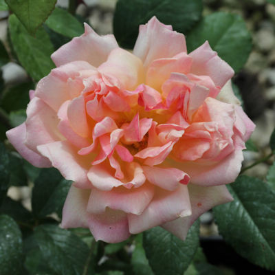 Rosa 'Phyllis Bide'