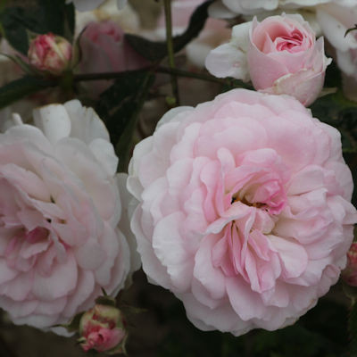 Rosa 'Pink Prosperity'