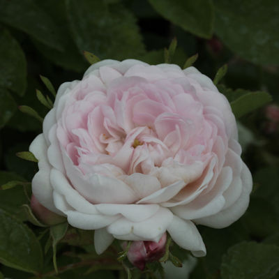Rosa 'Pompon Blanc Parfait'