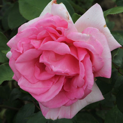 Rosa 'Princess'