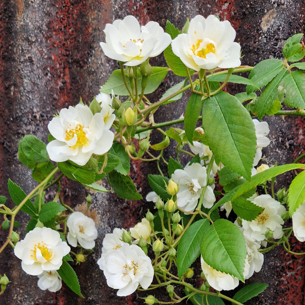Rosa 'Rambling Rector'