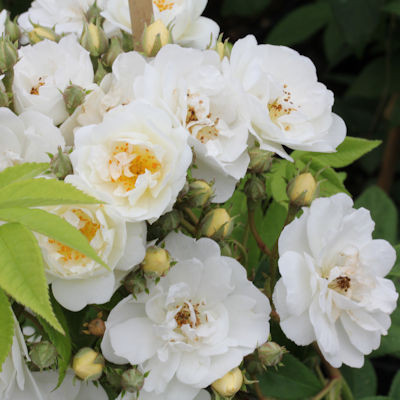 Rosa 'Rambling Rector'