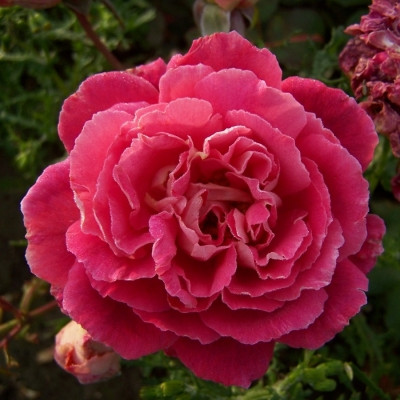 Rosa 'Red 4'