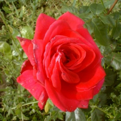 Rosa 'Red Devil'