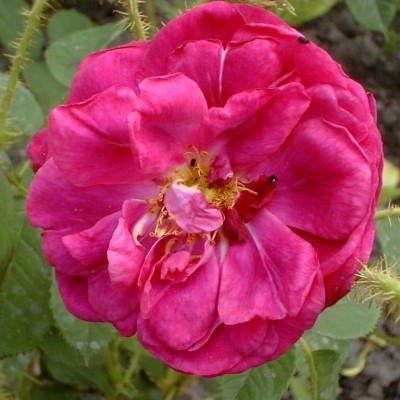 Rosa 'Red Moss'