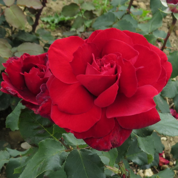 Rosa 'Red Perfumella'
