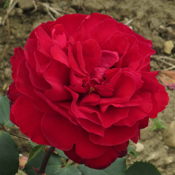 Rosa 'Red Perfumella'