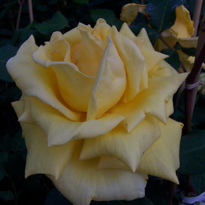 Rosa 'Royal Gold'