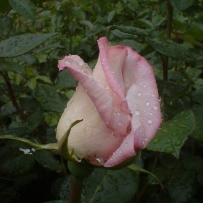 Rosa 'Royal Highness'