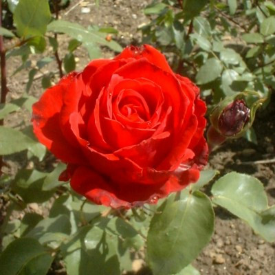 Rosa 'Ruby Wedding'
