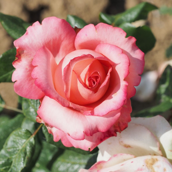 Rosa 'Sandra'