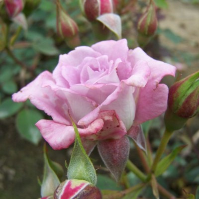 Rosa 'Scentsational'