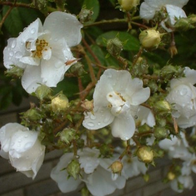 Rosa 'Seagull'