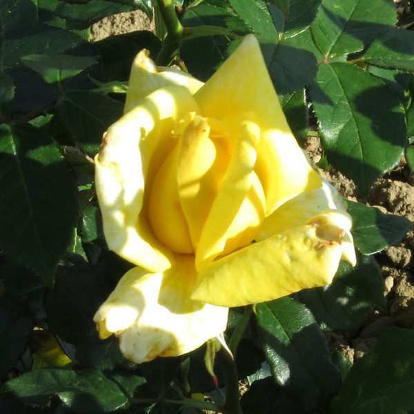 Rosa 'Selfridges'