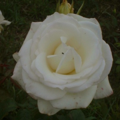 Rosa 'Silver Wedding'