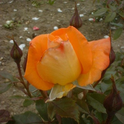 Rosa 'Southampton'