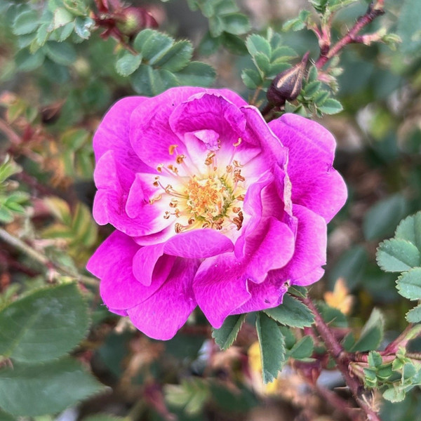 Rosa spinosissima 'William III'