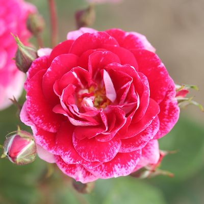 Rosa 'Summer Magic'
