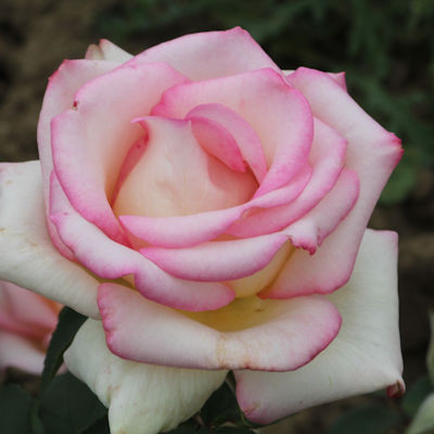 Rosa 'Sunderland Supreme'