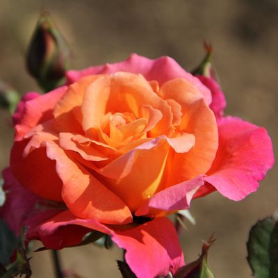 Rosa 'Sunrise'