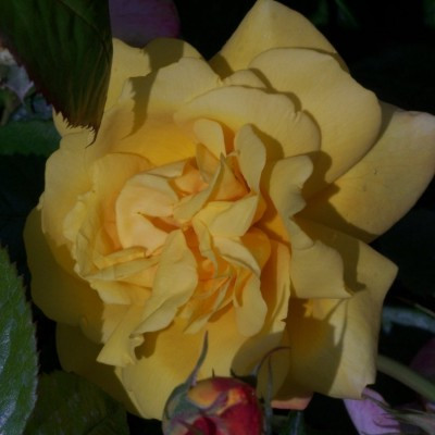 Rosa 'Sweet Lizzie'