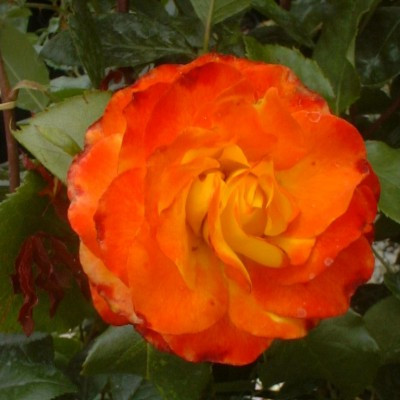 Rosa 'Tequila Sunrise'