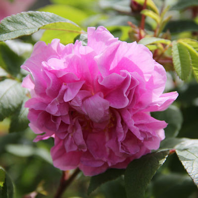 Rosa 'Therese Bugnet'