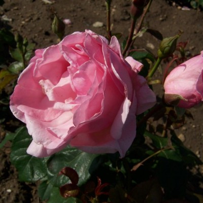 Rosa 'The Queen Elizabeth'