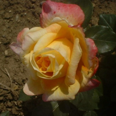 Rosa 'Tina Turner'