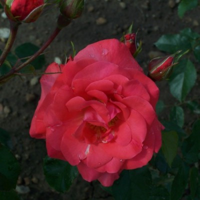 Rosa 'Tony Jacklin'
