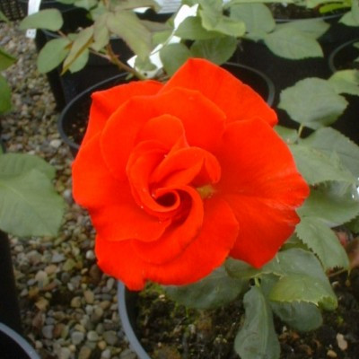 Rosa 'Topsi'- buy roses online from RV Roger Ltd
