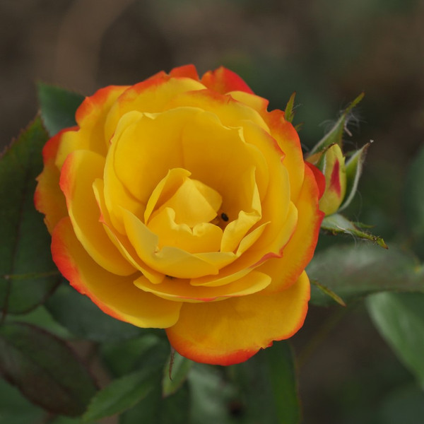 Rosa 'Voice of Thousands'