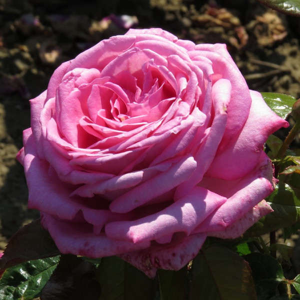 Rosa 'Wedding Bells'