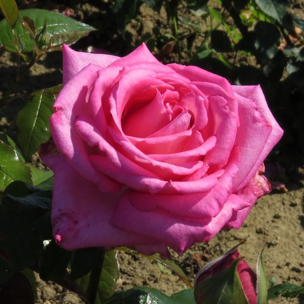 Rosa 'Wedding Bells'