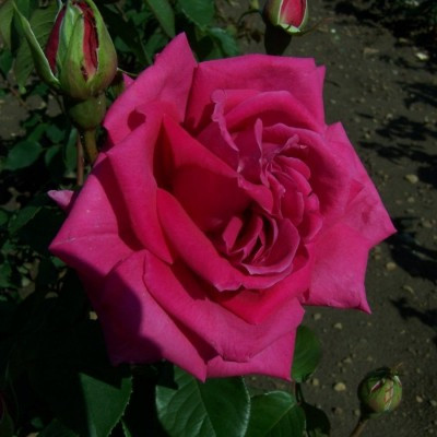 Rosa 'Wendy Cussons'