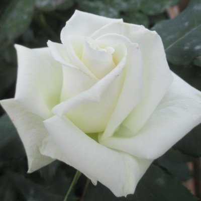 Rosa 'Whirlaway'