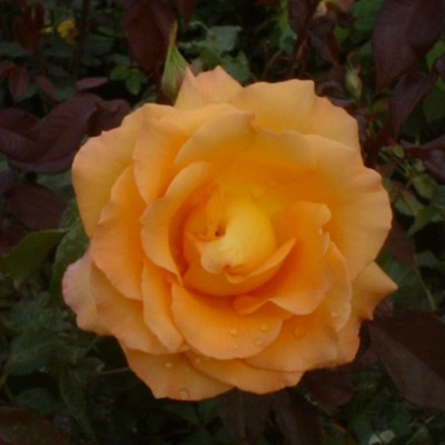 Rosa 'Whisky Mac'