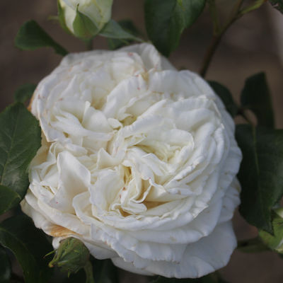 Rosa 'White Perfumella'