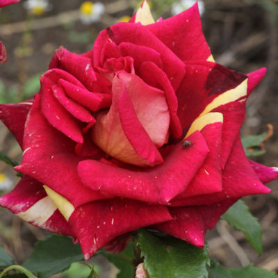 Rosa 'Wizard'