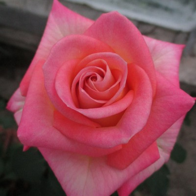 Rosa 'Wright Touch'