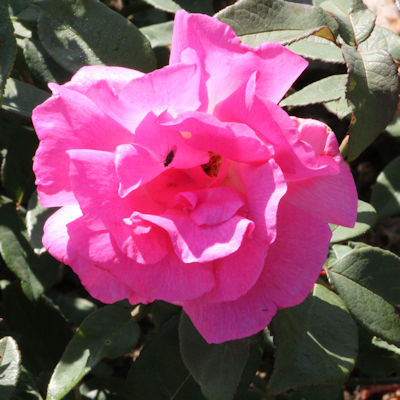Rosa 'Zephirine Drouhin'