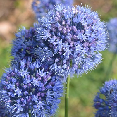 Allium caeruleum