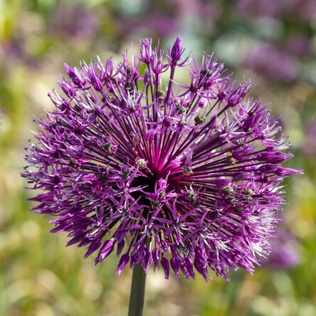 Allium jesdianum 'Early Emperor'
